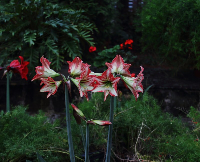 Lilies