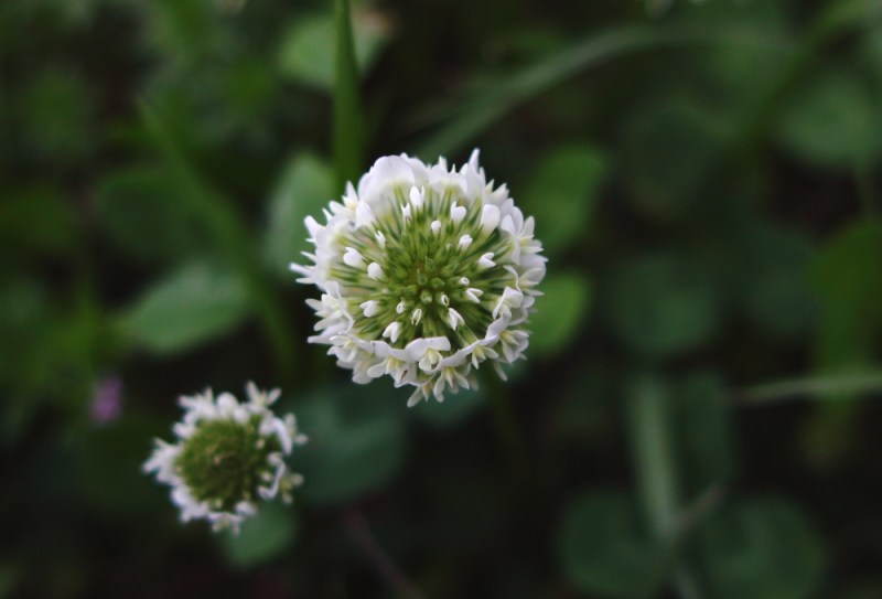 White Clover