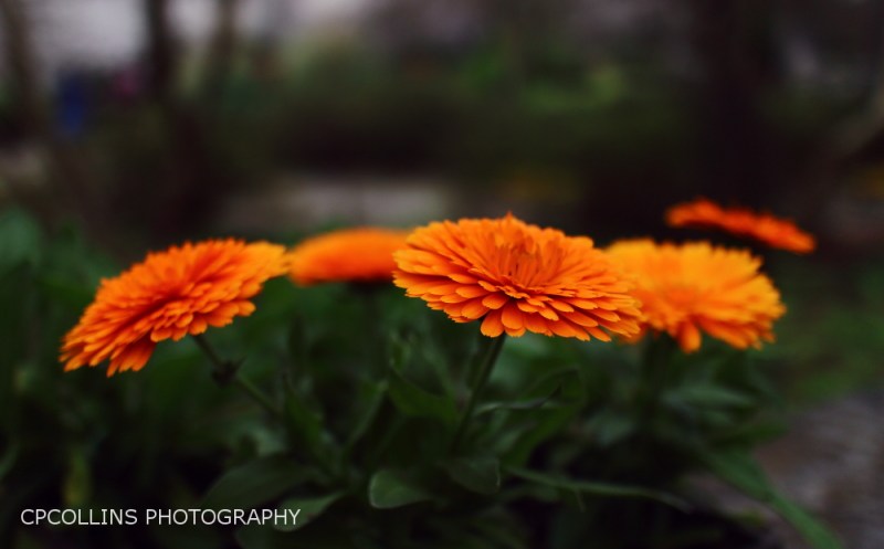 Orange Burst